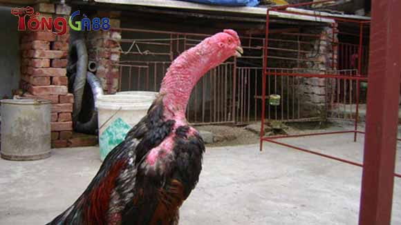 Bệnh lác ở gà chọi là gì? Bệnh lác ở gà chọi là gì?