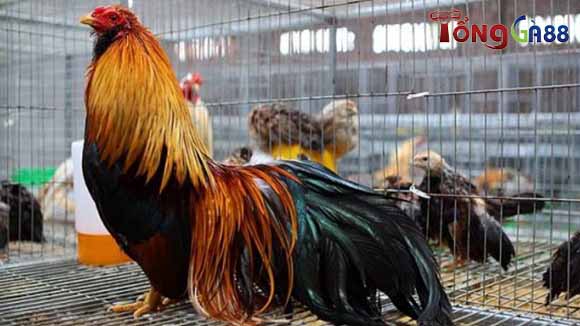 Các màu mạng gà Các màu mạng gà
