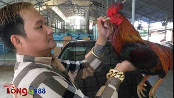 Cách nuôi gà của Mít Trà Cú có gì đặc biệt? Cách nuôi gà của Mít Trà Cú có gì đặc biệt?