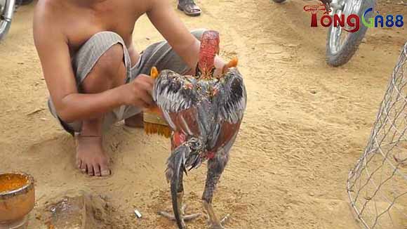 Cách vần gà chọi chiến sư kê nào cũng nên biết Cách vần gà chọi chiến sư kê nào cũng nên biết