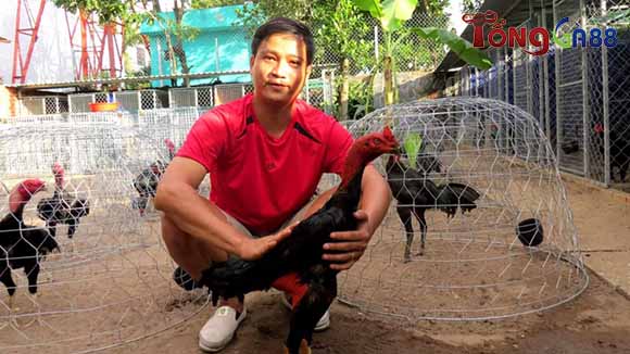Cần cho gà chiến nghỉ ngơi để gân cơ may mắn hồi phục Cần cho gà chiến nghỉ ngơi để gân cơ may mắn hồi phục
