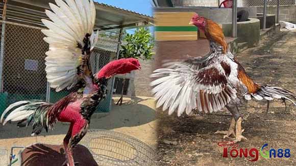 Cắt lông gà chọi đẹp giúp tăng cường khả năng chiến đấu Cắt lông gà chọi đẹp giúp tăng cường khả năng chiến đấu