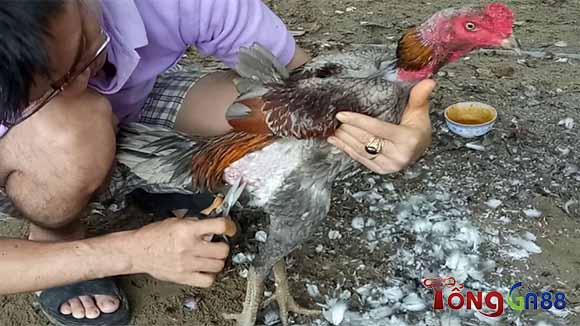 Cắt lông gà chọi đẹp thường xuyên hạn chế tình trạng rận, chấn Cắt lông gà chọi đẹp thường xuyên hạn chế tình trạng rận, chấn