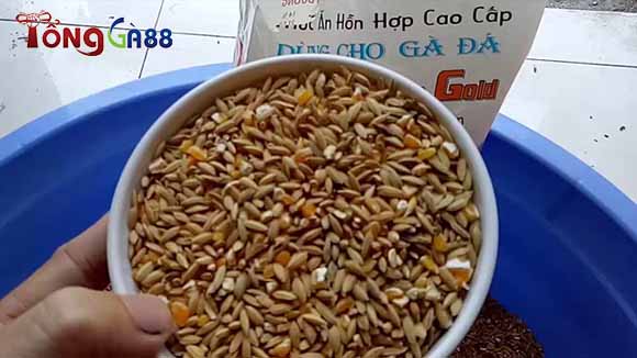 Cho ăn nhiều thực phẩm bổ sung nguồn protein Cho ăn nhiều thực phẩm bổ sung nguồn protein