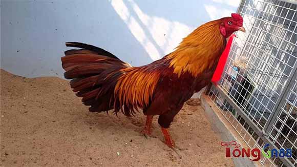 Chọn màu gà khét theo màu lông Chọn màu gà khét theo màu lông