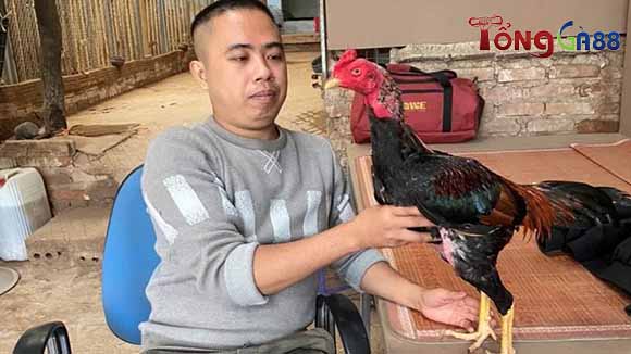 Chọn tông dòng bố mẹ Chọn tông dòng bố mẹ