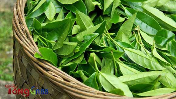 Chữa bệnh lác gà chọi bằng nước chè Chữa bệnh lác gà chọi bằng nước chè