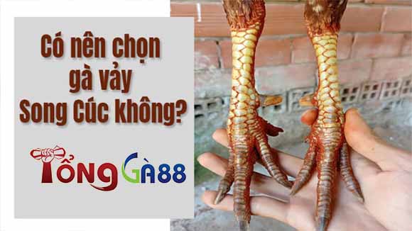 Có nên chọn lựa những chú gà có vảy song cúc hay không? Có nên chọn lựa những chú gà có vảy song cúc hay không?