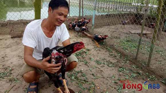 Đặc điểm nổi bật của gà đòn Khánh Hòa Vương Đặc điểm nổi bật của gà đòn Khánh Hòa Vương