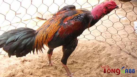 Đây không phải là căn bệnh nguy hiểm dẫn đến chết chóc Đây không phải là căn bệnh nguy hiểm dẫn đến chết chóc