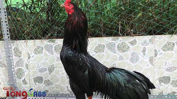 Điều ô với màu lông đen chủ đạo Điều ô với màu lông đen chủ đạo