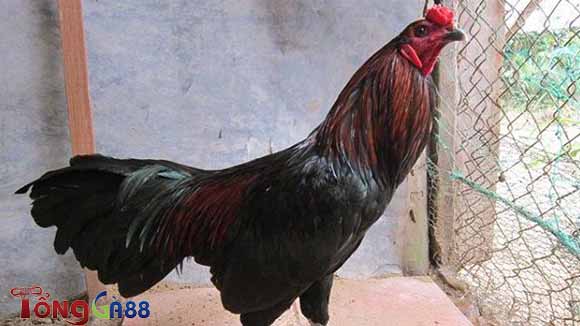 Điều xanh mạng gì? Điều xanh mạng gì?