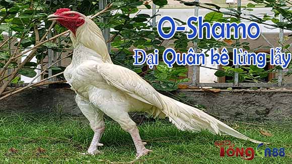 Dòng gà O-Shamo – Đại Quân Kê Dòng gà O-Shamo – Đại Quân Kê