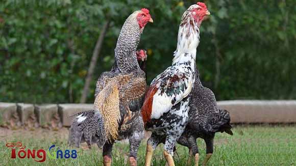 Gà Shamo - Chiến kê huyền thoại đến từ Nhật Bản Gà Shamo - Chiến kê huyền thoại đến từ Nhật Bản