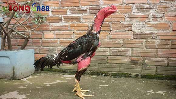 Gà bị ké chậu để lại rất nhiều hậu quả lớn đến sức khỏe. Gà bị ké chậu để lại rất nhiều hậu quả lớn đến sức khỏe.