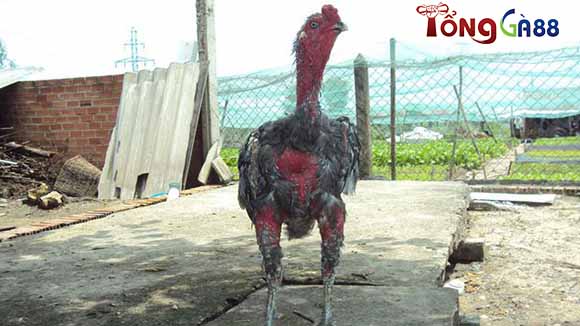 Gà bị ké chậu sẽ đi lại khó khăn do các vết sưng mủ ở kẽ chân và mu bàn chân. Gà bị ké chậu sẽ đi lại khó khăn do các vết sưng mủ ở kẽ chân và mu bàn chân.