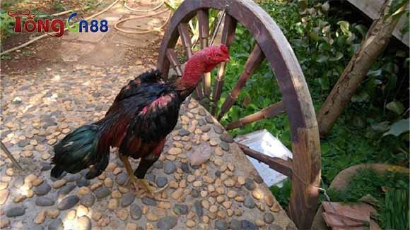 Cách chữa gà bị ốm trong Gà bị ốm trong là gì?