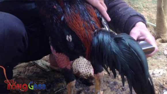 Gà chọi có thời gian, cường độ hoạt động cực cao Gà chọi có thời gian, cường độ hoạt động cực cao