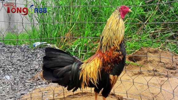 Gà chuối có những màu gì trên bộ lông? Gà chuối có những màu gì trên bộ lông?