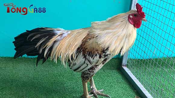 Gà chuối mạng Kim Gà chuối mạng Kim