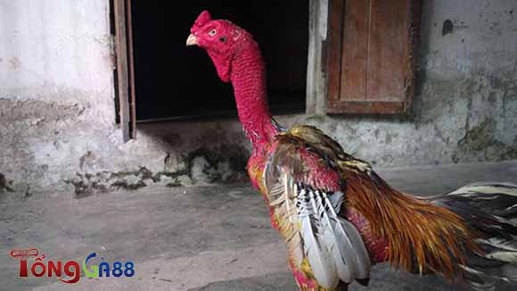Gà lông tía Gà lông tía