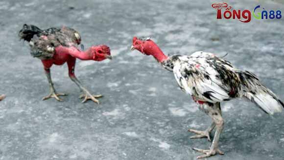 Hướng dẫn cách vần gà chọi chiến hiệu quả nhất Hướng dẫn cách vần gà chọi chiến hiệu quả nhất