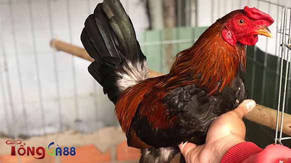 Kinh nghiệm chăm sóc gà Kelso Kinh nghiệm chăm sóc gà Kelso