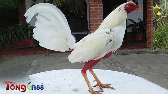 Lối đá của gà Cuban rất đặc biệt và dũng mãnh Lối đá của gà Cuban rất đặc biệt và dũng mãnh