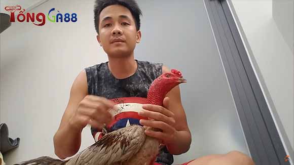 Lưu ý khi điều trị gà chọi bị bệnh lác Lưu ý khi điều trị gà chọi bị bệnh lác