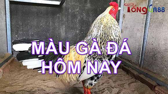 Màu mạng gà hôm nay Màu mạng gà hôm nay