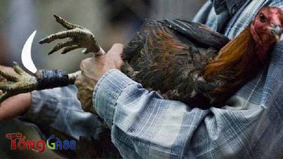 Một số lưu ý khi chăm sóc gà bị cựa Một số lưu ý khi chăm sóc gà bị cựa