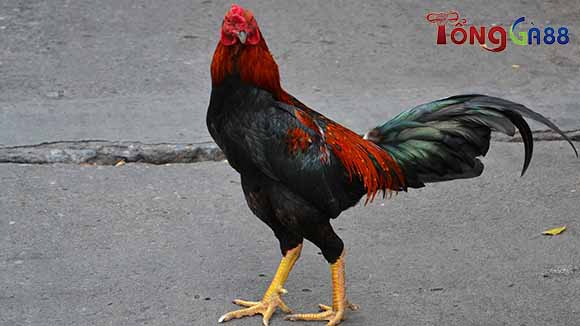 Một số lưu ý về vảy gà ngũ quý Một số lưu ý về vảy gà ngũ quỷ