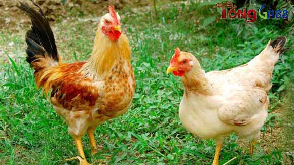 Một số phương pháp phòng bệnh đẹn miệng ở gà Một số phương pháp phòng bệnh đẹn miệng ở gà