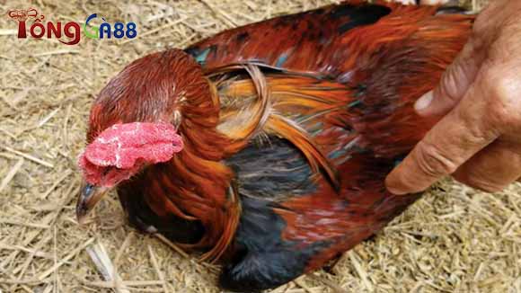 Nguyên nhân dẫn đến tình trạng khò khè của gà Nguyên nhân dẫn đến tình trạng khò khè của gà
