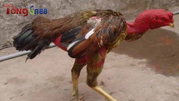 Nguyên nhân gà bị ốm trong Nguyên nhân gà bị ốm trong