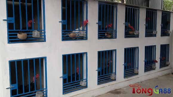Nhiều chủng loại gà khác nhau có tại đây Nhiều chủng loại gà khác nhau có tại đây