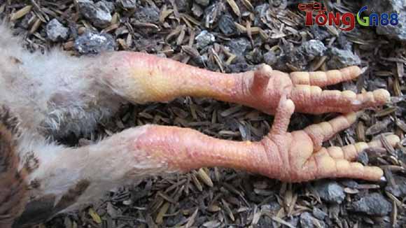 Như thế nào là gà bị ké chậu? Như thế nào là gà bị ké chậu?