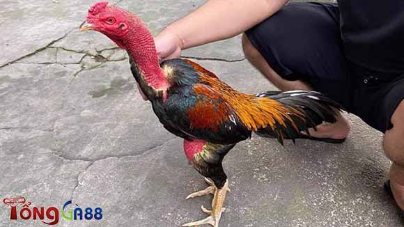 Phương pháp, cách chữa gà chọi bị rút gân hiện nay Phương pháp, cách chữa gà chọi bị rút gân hiện nay