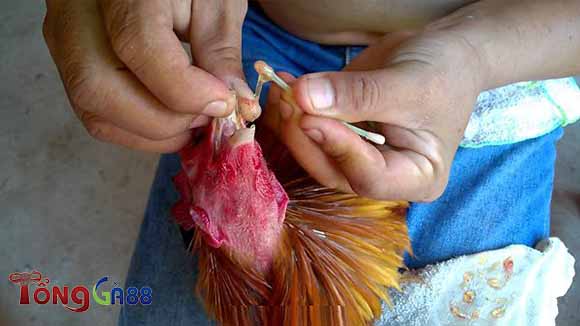 Phương pháp điều trị dân gian cho triệu chứng gà bị khò khè Phương pháp điều trị dân gian cho triệu chứng gà bị khò khè