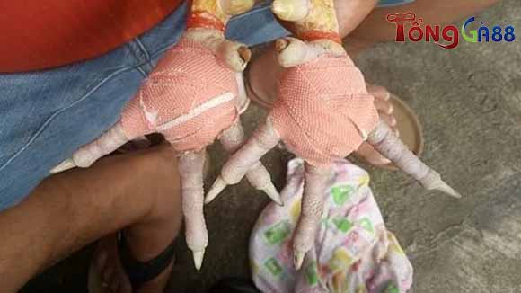 Sau khi mổ vết viêm cho gà bị ké chậu cần băng bó cẩn thận để tránh nhiễm trùng. Sau khi mổ vết viêm cho gà bị ké chậu cần băng bó cẩn thận để tránh nhiễm trùng.