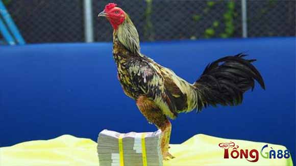 Số tiền mà Xám thần kiếm được từ trận thắng là bao nhiêu. Số tiền mà Xám thần kiếm được từ trận thắng là bao nhiêu.
