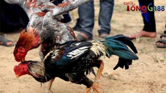 Tác dụng của vân gà là gì? Tác dụng của vân gà là gì?
