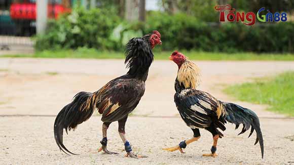 Tạo được bộ lông nghệ thuật đẹp dành cho gà chiến Tạo được bộ lông nghệ thuật đẹp dành cho gà chiến