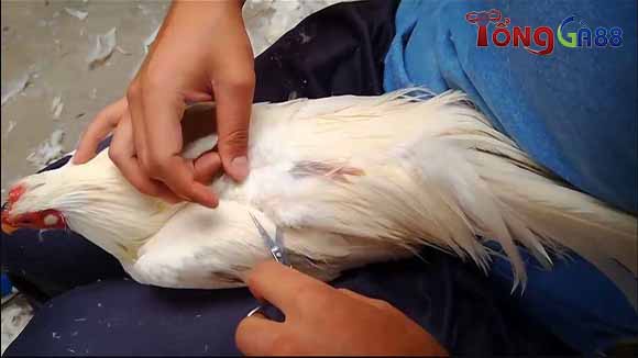 Thực hiện tỉa tót lông gà từ phần trên xuống dưới Thực hiện tỉa tót lông gà từ phần trên xuống dưới
