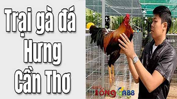 Đôi nét về trại gà Hưng Cần Thơ Đôi nét về trại gà Hưng Cần Thơ