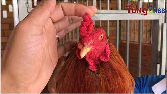 Trại gà được đảm bảo chất lượng và độ uy tín Trại gà được đảm bảo chất lượng và độ uy tín