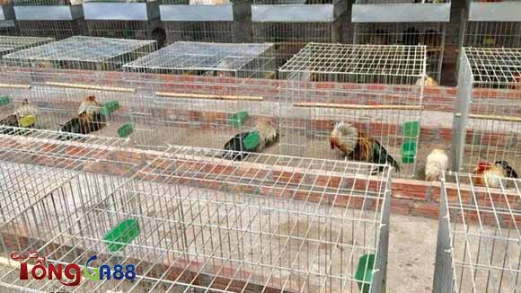 Trại gà phúc bình dương cùng sự nghiệp, tiếng tăm và chất lượng trại gà Trại gà phúc bình dương cùng sự nghiệp, tiếng tăm và chất lượng trại gà