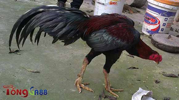 Trường hợp gà run chân do bị tai nạn Trường hợp gà run chân do bị tai nạn