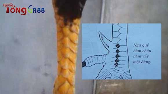 Vảy gà ngũ quỷ là gì? Vảy gà ngũ quỷ là gì?