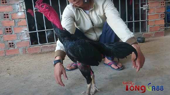 Vì sao gọi là gà đòn khánh hòa vương? Vì sao gọi là gà đòn khánh hòa vương?